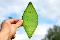 silk leaf by julian melchiorridezeen01644