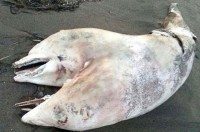 39611 4 bizarre two headed dolphin washes up on turkish beach