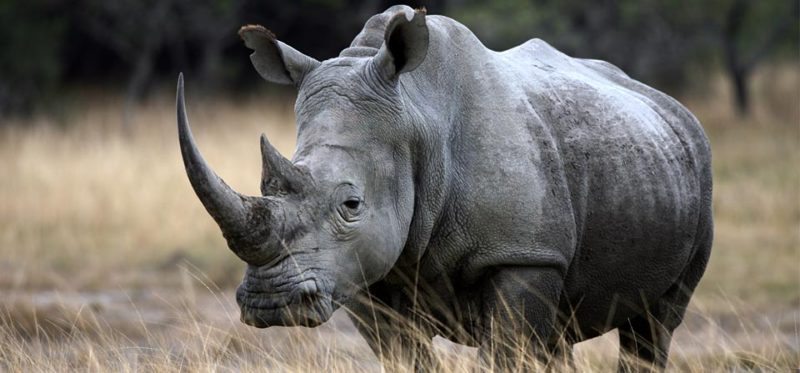 Drones and Remote Cameras Look to Protect Rhinos From Poaching