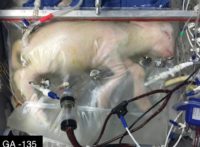 Doctors Develop and Successfully Grow Lamb in "Biobag" Artificial External Womb