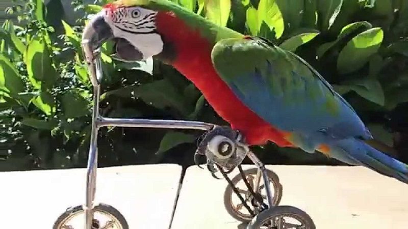 google bird bicycle