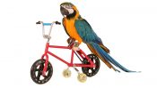 google bird bicycle