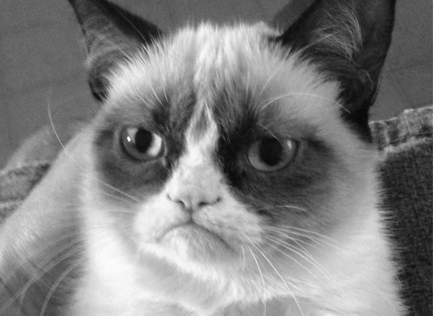 Grumpy Cat, beloved internet meme star, dies at age 7