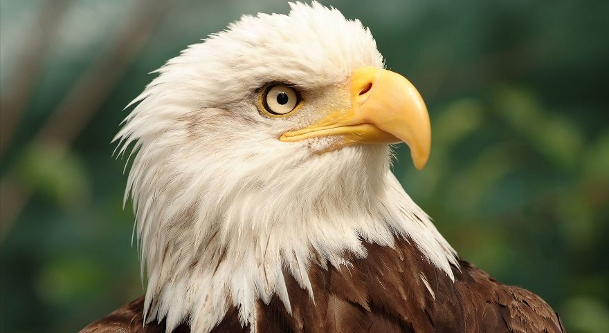 bald eagle drone