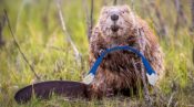 beaver internet canada