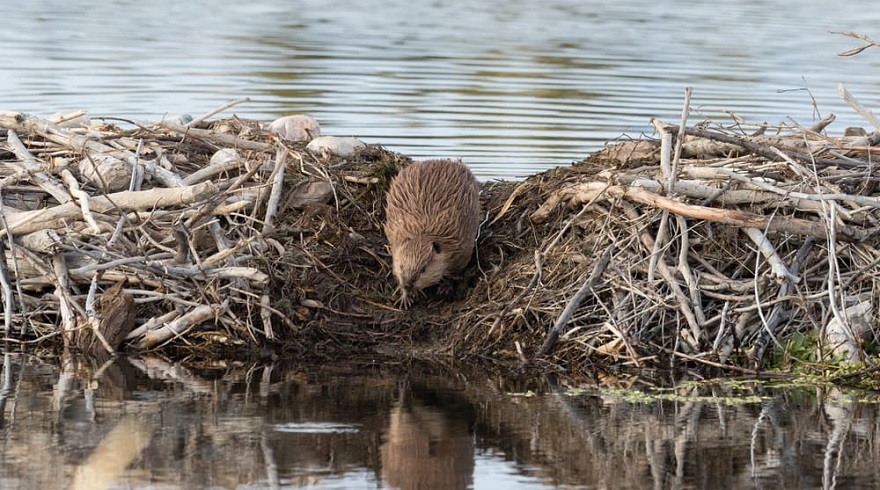 beaver internet canada